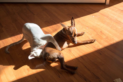 High angle view of dog lying on hardwood floor