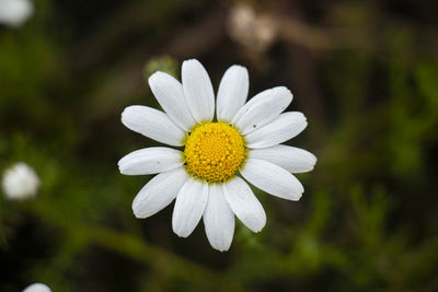 Close-up of white daisy flower