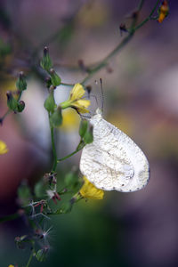 Close-up of butterfly pollinating on flower