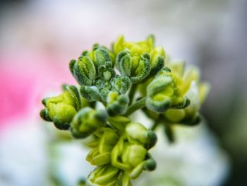 Close-up of green chili peppers on plant