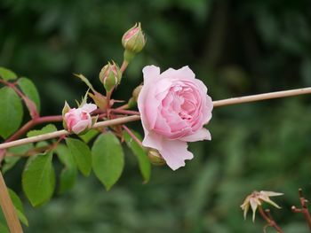 Close-up of pink flowering plant