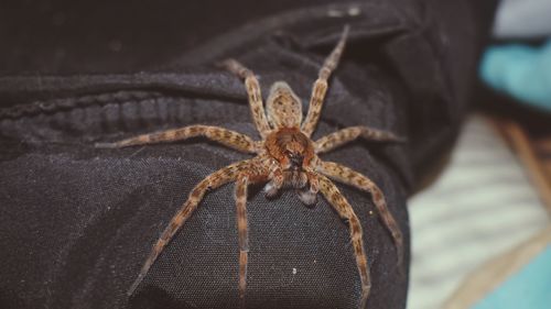 Close-up of spider