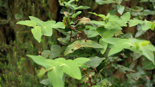 High angle view of plant growing on field