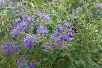 Close-up of honey bee on purple flowers