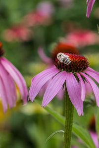 Close-up of bee pollinating on pink flower