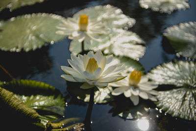 Close-up of white water lily in lake