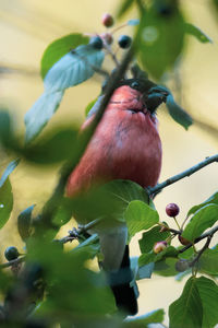 Close-up of bird perching on tree