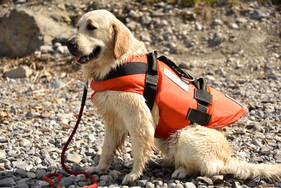 Golden retriever dog wearing water rescue life vest 