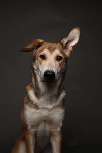 Portrait of dog against black background