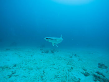 View of fish in sea