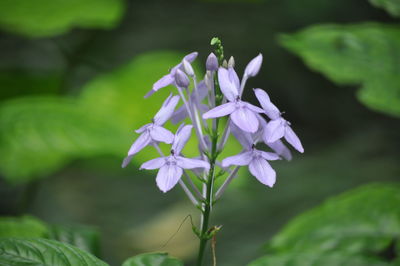 Close-up of purple flowers growing outdoors