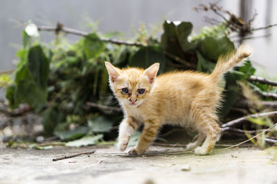 Portrait of a kitten