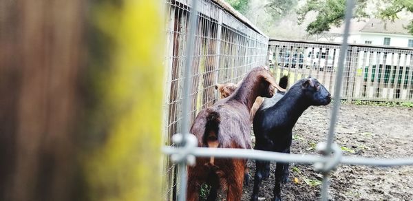 View of horse in ranch