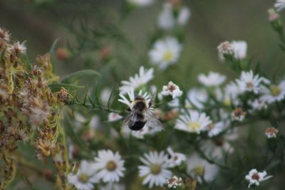 Close-up of honey bee pollinating on daisy flower