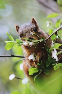 Close-up of a squirrel 