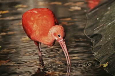 Close-up of bird in water