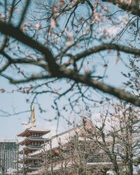 Low angle view of cherry tree against building