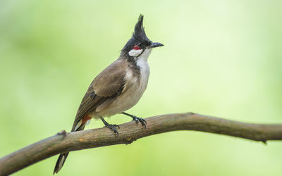 Close-up of bird perching on branch