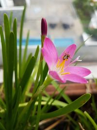 Close-up of pink crocus blooming outdoors