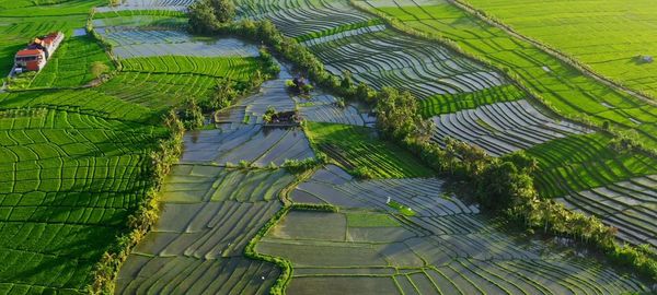 High angle view of rice field