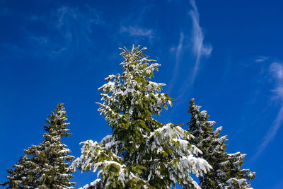 Low angle view of tree against blue sky