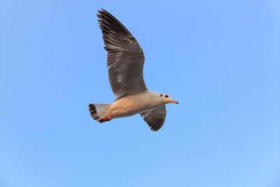 Low angle view of seagull flying in clear blue sky