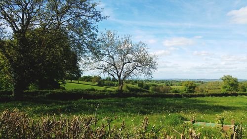 Trees on field against sky