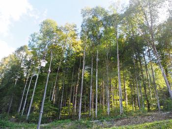 Low angle view of bamboo trees against sky