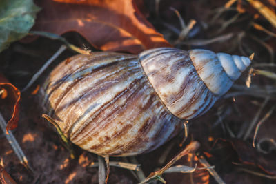 Close-up of snail on leaf