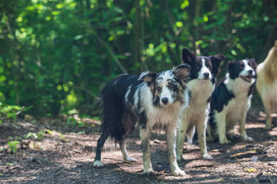 Portrait of dog standing on field