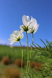 Close-up of white flowering plant against clear sky