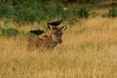 Bird on grassy field