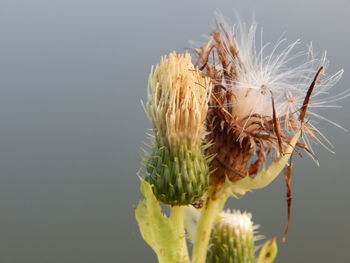 Close-up of wilted plant against white background