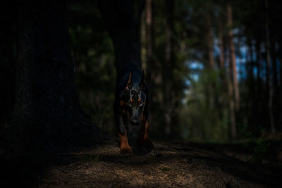 Dog standing by tree trunk in forest