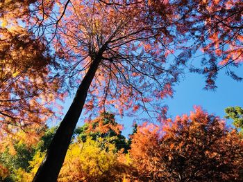 Low angle view of trees against sky during autumn