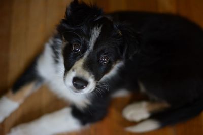 Close-up portrait of black dog