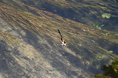 High angle view of man swimming in lake