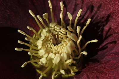 Close-up of flowering plant