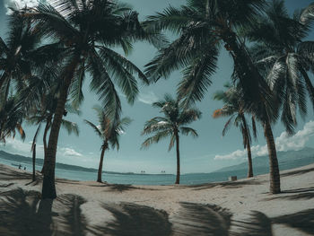 Low angle view of palm trees at beach against sky