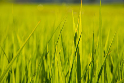 Close-up of crops growing on field