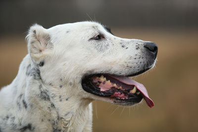 Close-up of a dog looking away