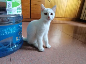 Portrait of white cat sitting on tiled floor