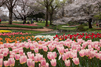 View of tulips blooming in park