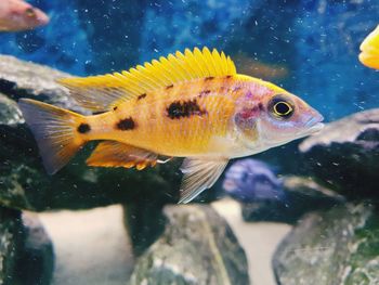 Close-up of fish swimming in sea