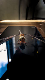 Close-up of snail on water