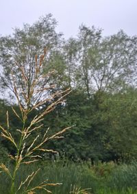 Close-up of plant growing on field