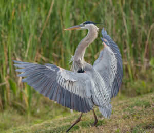 Great blue heron lands on the banks of the wetlands