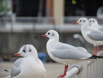 Close-up of seagull perching outdoors