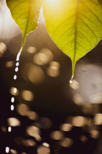 Close-up of wet leaves