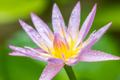 Beautiful pink water lilies, pink water lilies with leaves blurred background reflection in a pond